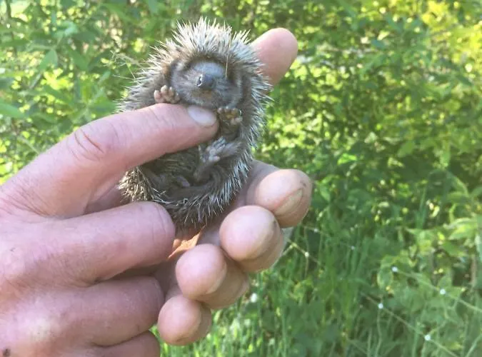 Appartamento La Pitardière